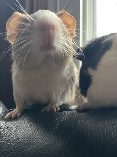 Pet Supply Store «Pet Supplies Plus», reviews and photos, 175 Memorial Ave, West Springfield, MA 01089, USA