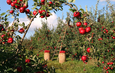 Nutrilive - Conseil indépendant en agriculture | Régis Marjollet à Brabant-le-Roi