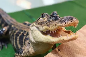 Alligator & Wildlife Discovery Center image
