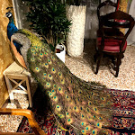 Photo n°13 de l'avis de Bashar.l fait le 24/05/2018 à 11:00 sur le  Venice Luxury Suites -Friendly Venice Suite à Venice