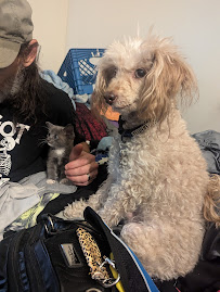 Tricia's Pet Services - Photo 2 - Car repair in Tucson, AZ, Tucson