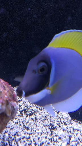 Tropical Fish Store «Reef Oasis», reviews and photos, 7669 Mentor Ave, Mentor, OH 44060, USA