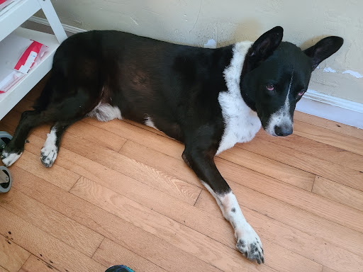 Pet Supply Store «Petco Animal Supplies», reviews and photos, 1121 5th St, Miami Beach, FL 33139, USA