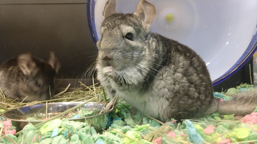 Pet Supply Store «PetSmart», reviews and photos, 5640 Cedar Lake Rd, Minneapolis, MN 55416, USA