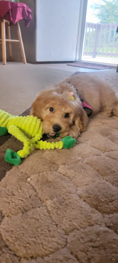 Pet Store «Dream Puppys», reviews and photos, 1461 Westgate Pkwy, Dothan, AL 36303, USA