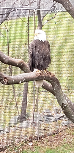 Zoo «Lake Superior Zoo», reviews and photos, 7210 Fremont St, Duluth, MN 55807, USA