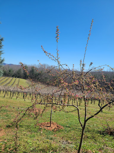 Vineyard «Frogtown Cellars», reviews and photos, 700 Ridge Point Dr, Dahlonega, GA 30533, USA