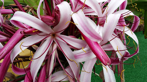 Miniature Golf Course «Golf N Gator», reviews and photos, 6355 N Atlantic Ave, Cape Canaveral, FL 32920, USA