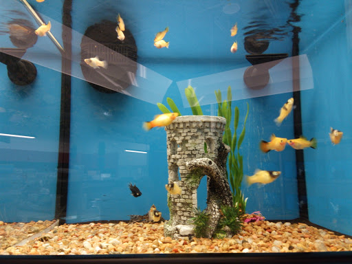 Pet Supply Store «Petco Animal Supplies», reviews and photos, 2353 SE Federal Hwy, Stuart, FL 34994, USA