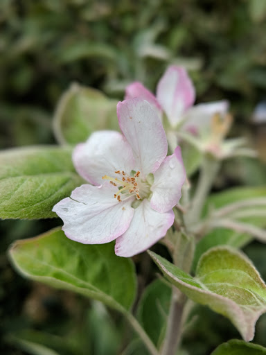 Orchard «Sky Top Orchard», reviews and photos, 1193 Pinnacle Mountain Rd, Flat Rock, NC 28731, USA