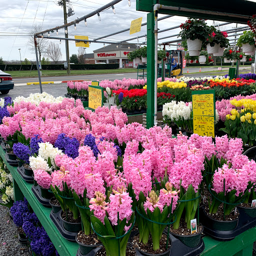 Produce Market «Puglias Produce», reviews and photos, 381 Fries Mill Rd, Sewell, NJ 08080, USA