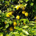 Photo n°1 de l'avis de Jos.o fait le 26/08/2019 à 12:39 sur le  La Frescura agriturismo à Syracuse