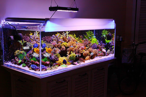 Pet Store «Pet Cove», reviews and photos, 820 E Center St, Kingsport, TN 37660, USA