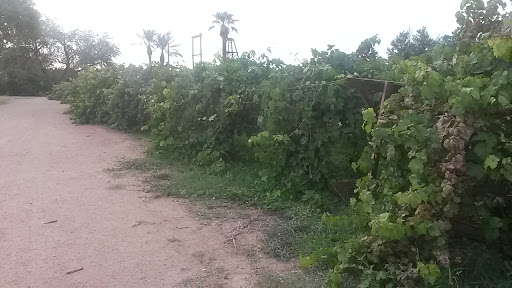 Park «Sahuaro Ranch Park», reviews and photos, 9802 N 59th Ave, Glendale, AZ 85302, USA