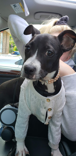 Pet Supply Store «Petco Animal Supplies», reviews and photos, 239 Newburyport Turnpike, Topsfield, MA 01983, USA