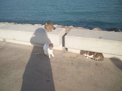 Photos of Marina Beach