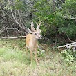 National Key Deer Refuge Nature Center