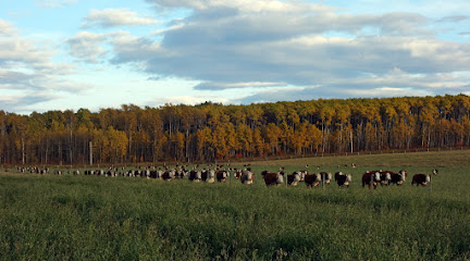 Copper-T Ranch