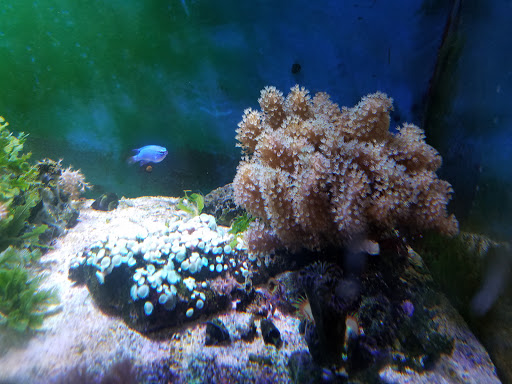 Tropical Fish Store «A Place For Pets Inc», reviews and photos, 431 SW 152nd St, Burien, WA 98166, USA