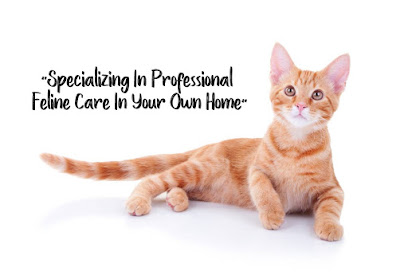 Furkids Pet Services - Pet Sitting - In Home Pet Care Needs - Feline Behaviourist - Doggy Daycare