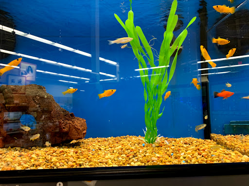 Pet Supply Store «Petco Animal Supplies», reviews and photos, 390 Universal Dr N, North Haven, CT 06473, USA