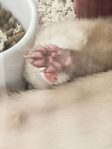 Pet Supply Store «Petco Animal Supplies», reviews and photos, 4600 Casey Blvd #100, Williamsburg, VA 23188, USA