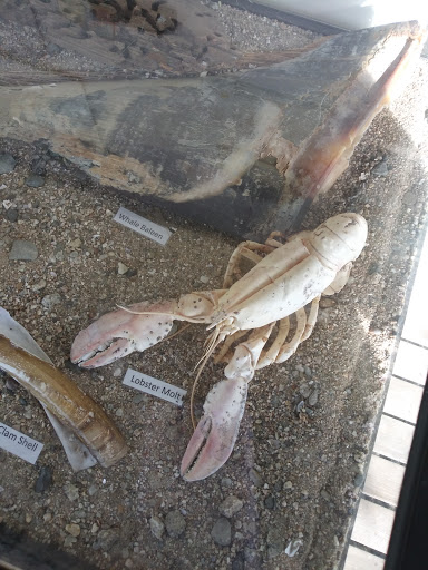 Aquarium «Maine State Aquarium», reviews and photos, 194 McKown Point Rd, West Boothbay Harbor, ME 04575, USA