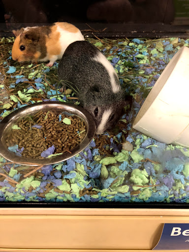 Pet Supply Store «PetSmart», reviews and photos, 6060 Long Prairie Rd, Flower Mound, TX 75028, USA