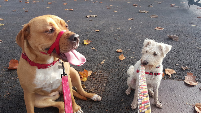 Goody Four Paws - Professional Dog Walking in North London - Dog trainer