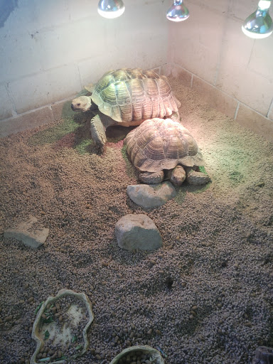 Pet Store «Tye-Dyed Iguana - Reptiles», reviews and photos, 1905 W U.S. 50, Fairview Heights, IL 62208, USA