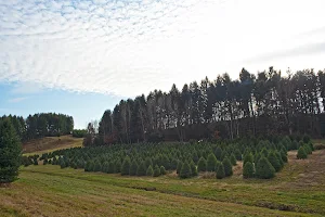 Fleming Landscaping Christmas Trees image