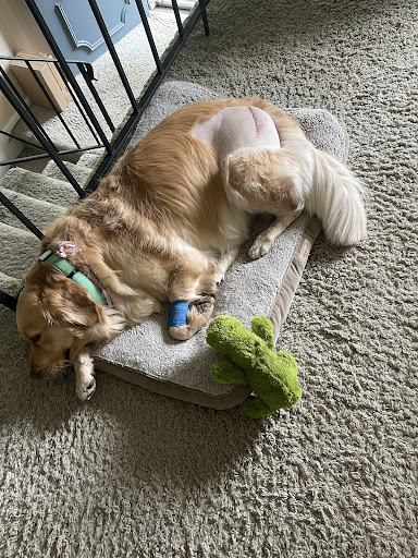 Five Points Animal Hospital image