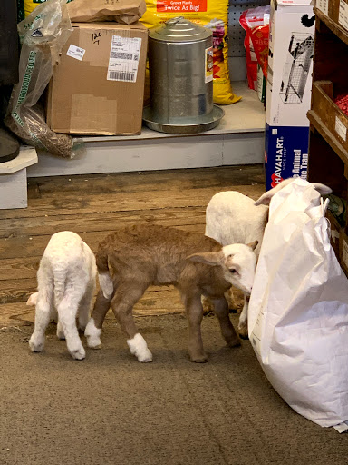 Animal Feed Store «Ashland Feed Store», reviews and photos, 120 Thompson St, Ashland, VA 23005, USA