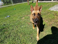 Hidden Gem Pet Resort Doggie Daykamp - Photo 4 - Car repair in Methuen, MA, Nashua