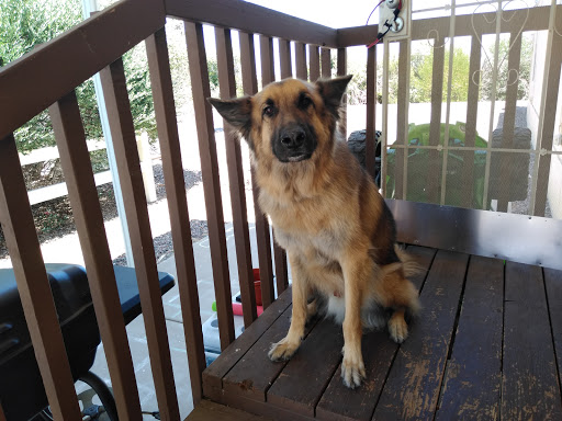 Pet Supply Store «PetSmart», reviews and photos, 555 S Cotton Ln, Goodyear, AZ 85338, USA