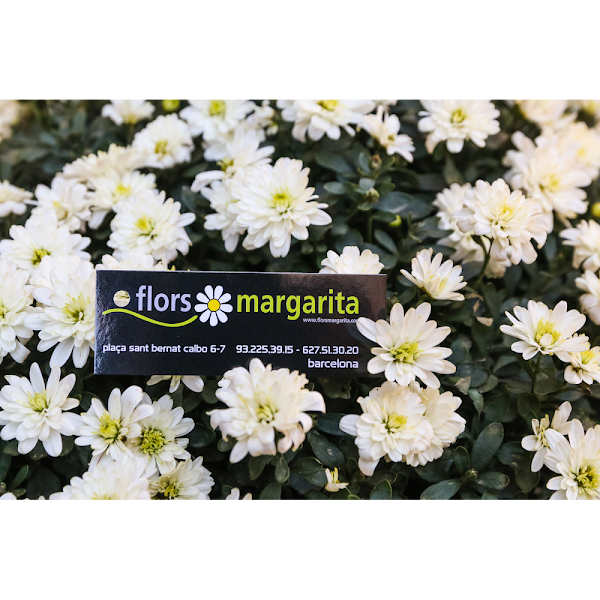 Imagen de Floristeria Margarita (3 de 4)