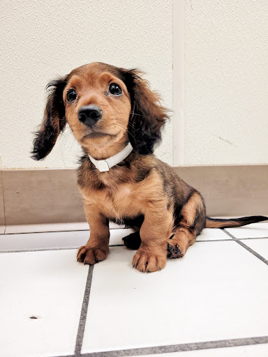 Pet Store «Family Pet Center», reviews and photos, 1401 Greenbrier Pkwy, Chesapeake, VA 23320, USA