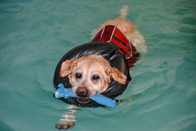 Comments and reviews of Well Dog Hydrotherapy