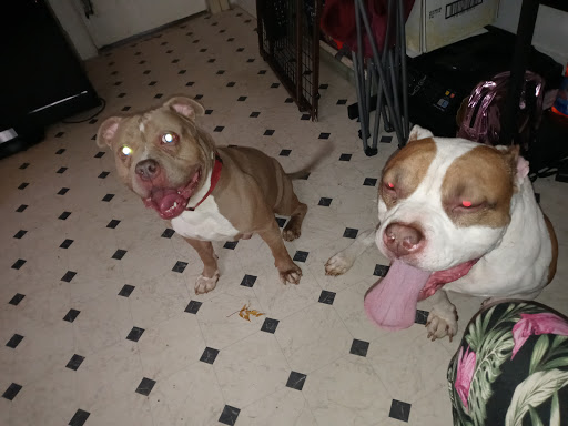 Pet Store «Everything Pets», reviews and photos, 1506 Altamont Ave, Schenectady, NY 12303, USA