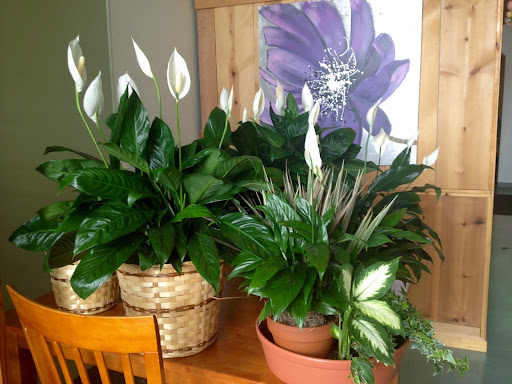 Florist «Village Flowers», reviews and photos, 28500 Miles Rd, Solon, OH 44139, USA