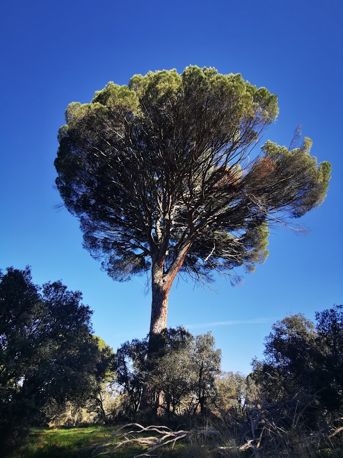 Parque Regional del Curso Medio del Río Guadarrama y su entorno