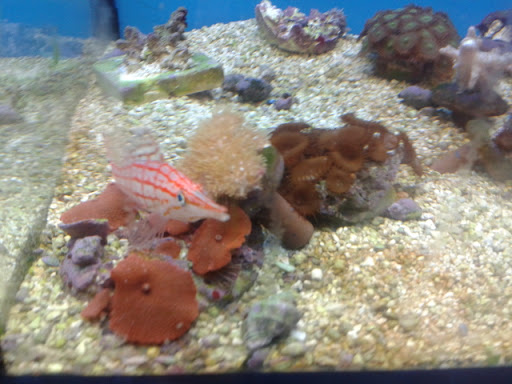 Pet Supply Store «Petco Animal Supplies», reviews and photos, 2955 Cobb Pkwy SE #410, Atlanta, GA 30339, USA