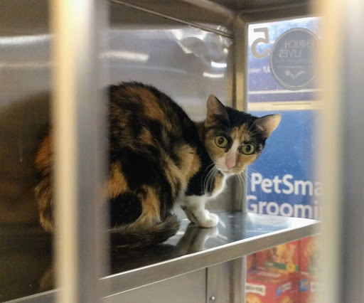 Pet Supply Store «PetSmart», reviews and photos, 1125 Hover St, Longmont, CO 80501, USA