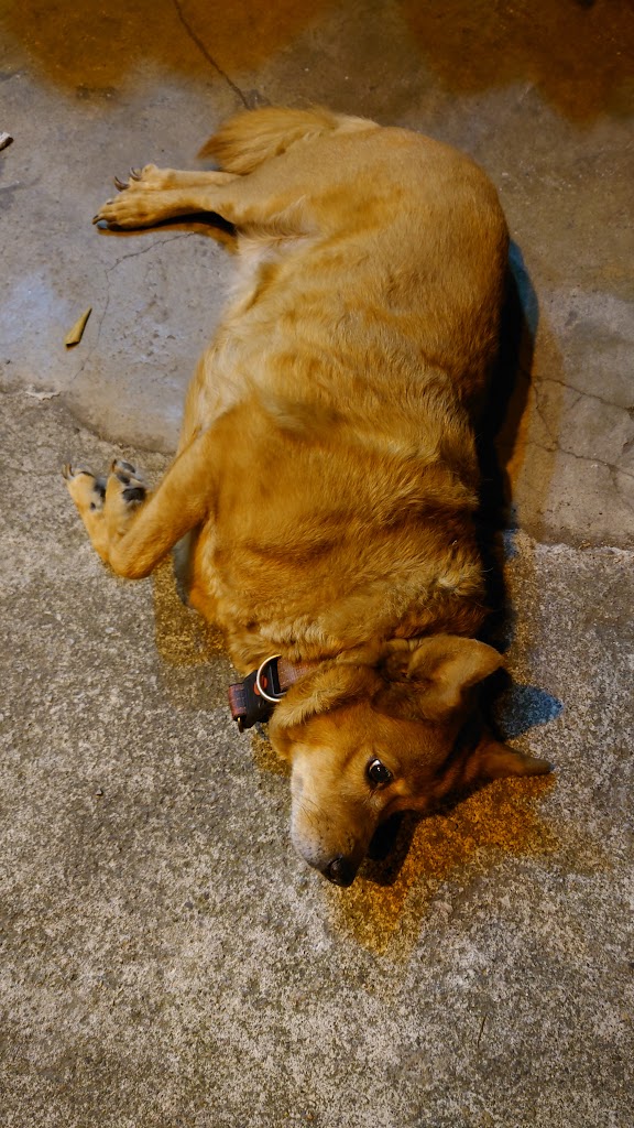 冰噹噹脆皮車輪餅 的照片