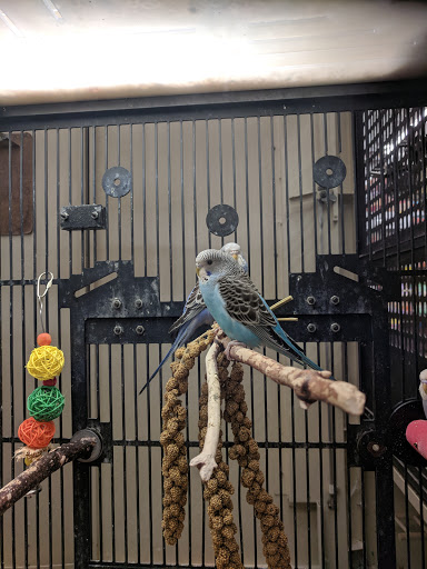 Pet Supply Store «PetSmart», reviews and photos, 19075 Interstate 45 S, Shenandoah, TX 77385, USA