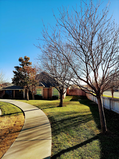 When Is The Best Time To Transplant Trees Pine Oak Maple 4