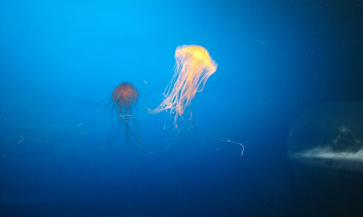 Zoo «Durhams Bear Canyon», reviews and photos, 3701 S 10th St, Omaha, NE 68107, USA