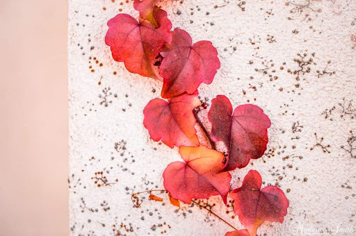 Coffee Shop «Starbucks», reviews and photos, 406 N Main St, Sebastopol, CA 95472, USA