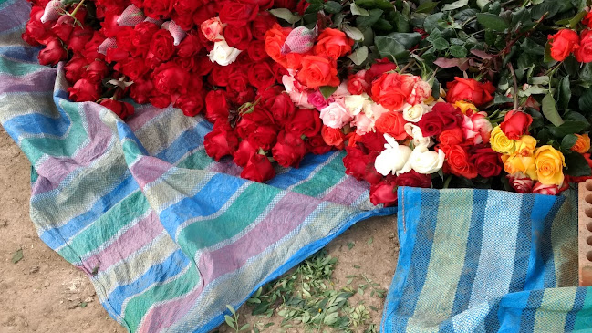 Vivero De Rosas "Rousen " - Huancan