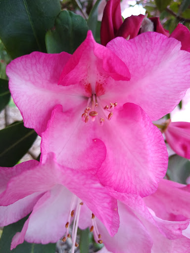 Park «Kenilworth Park», reviews and photos, SE Holgate Blvd & Southeast 34th Avenue, Portland, OR 97202, USA